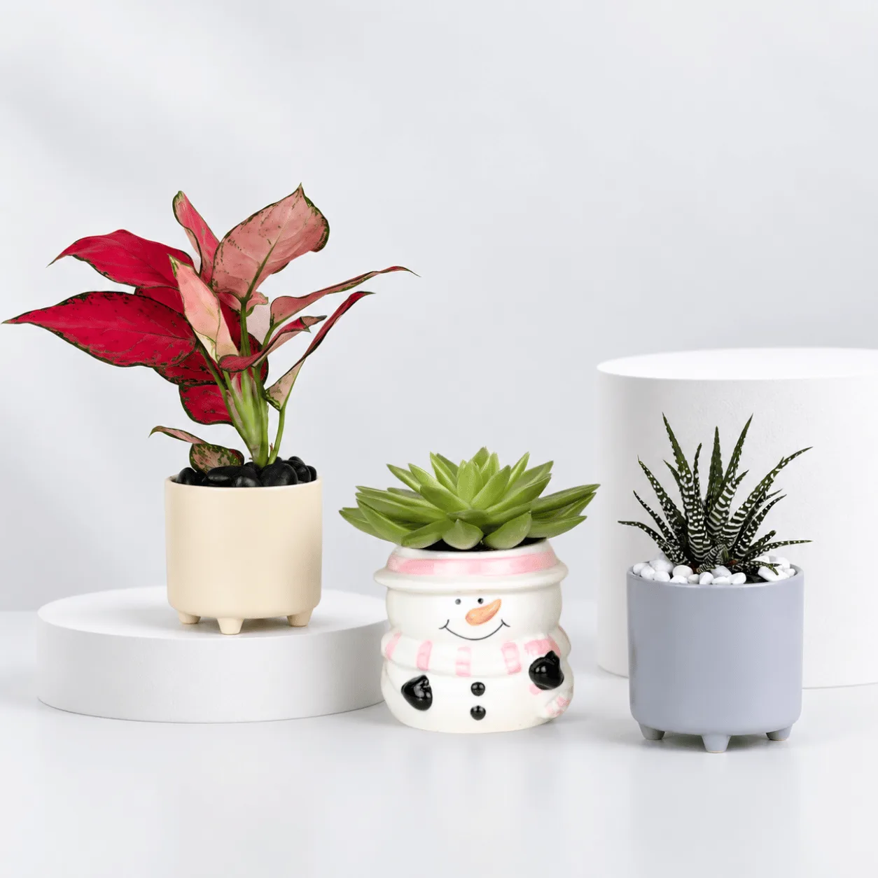Elegant Aglaonema & Succulent Plants Trio for Home Décor