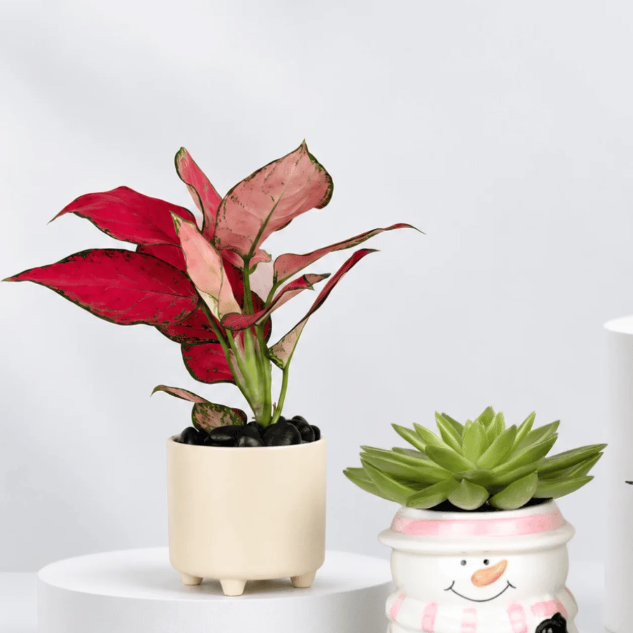 Aglaonema & Succulent Plants Trio in Decorative Pots
