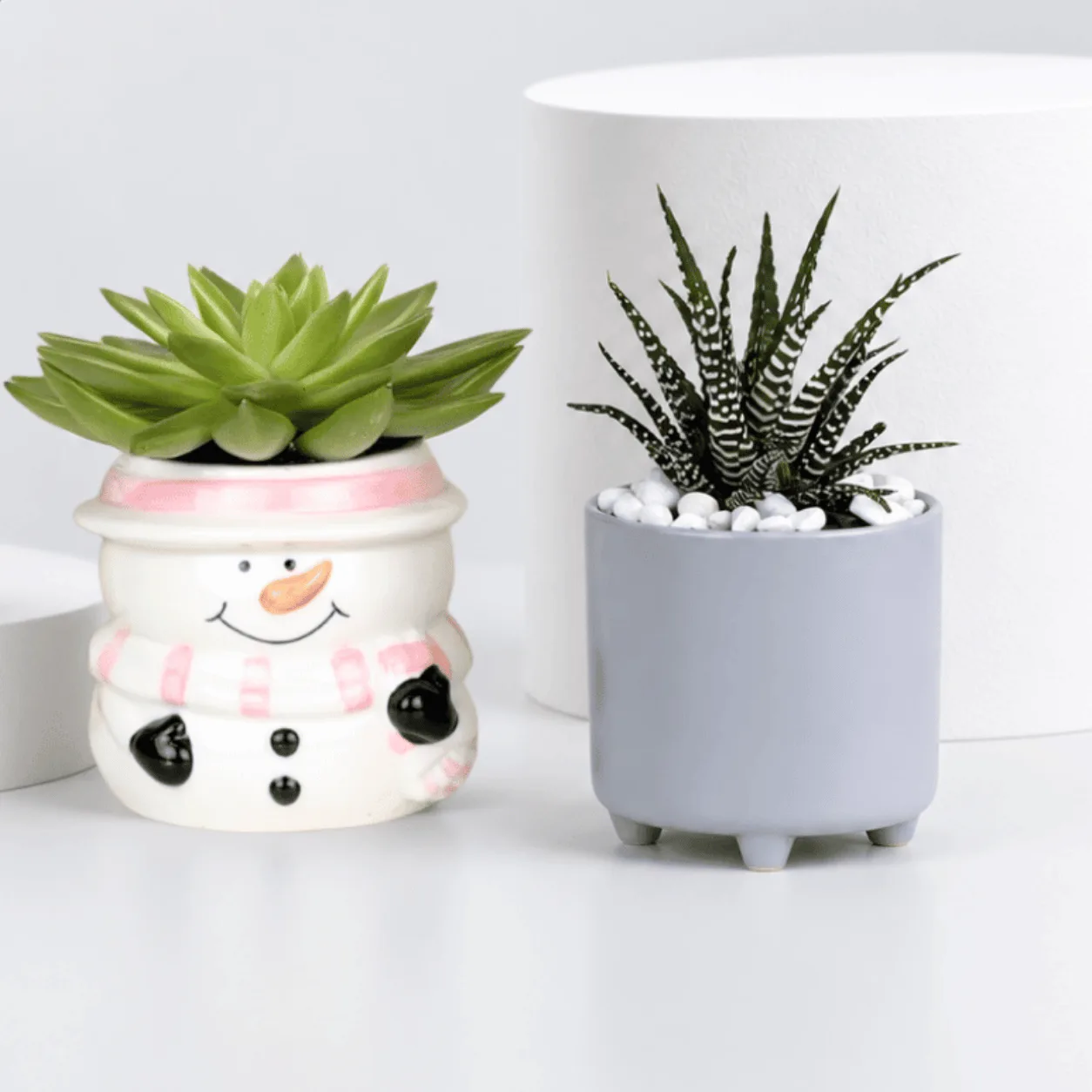 Aglaonema & Succulent Plants Trio Indoor Plant Gift