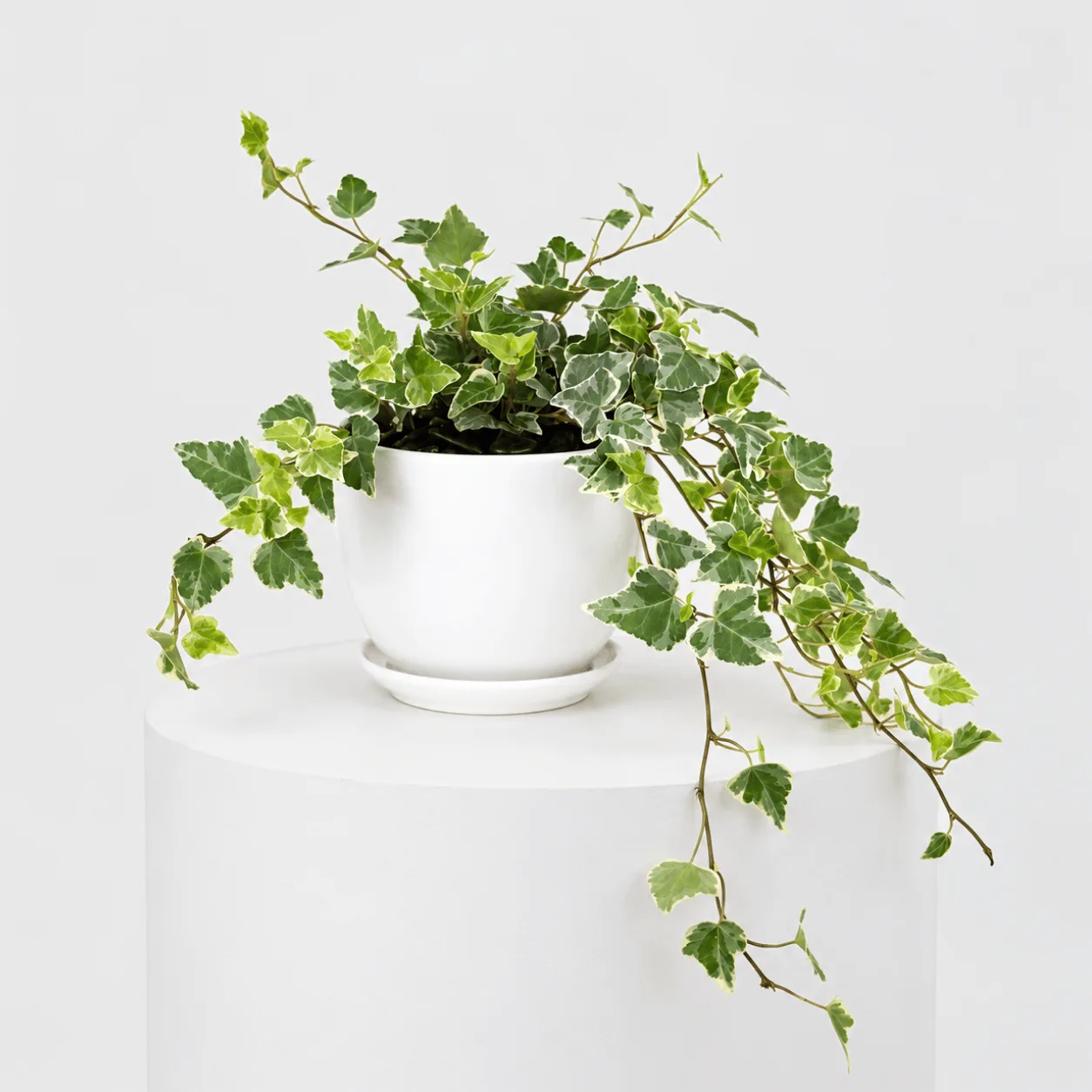 English Ivy Trailing Plant in White Pot for Indoor Décor