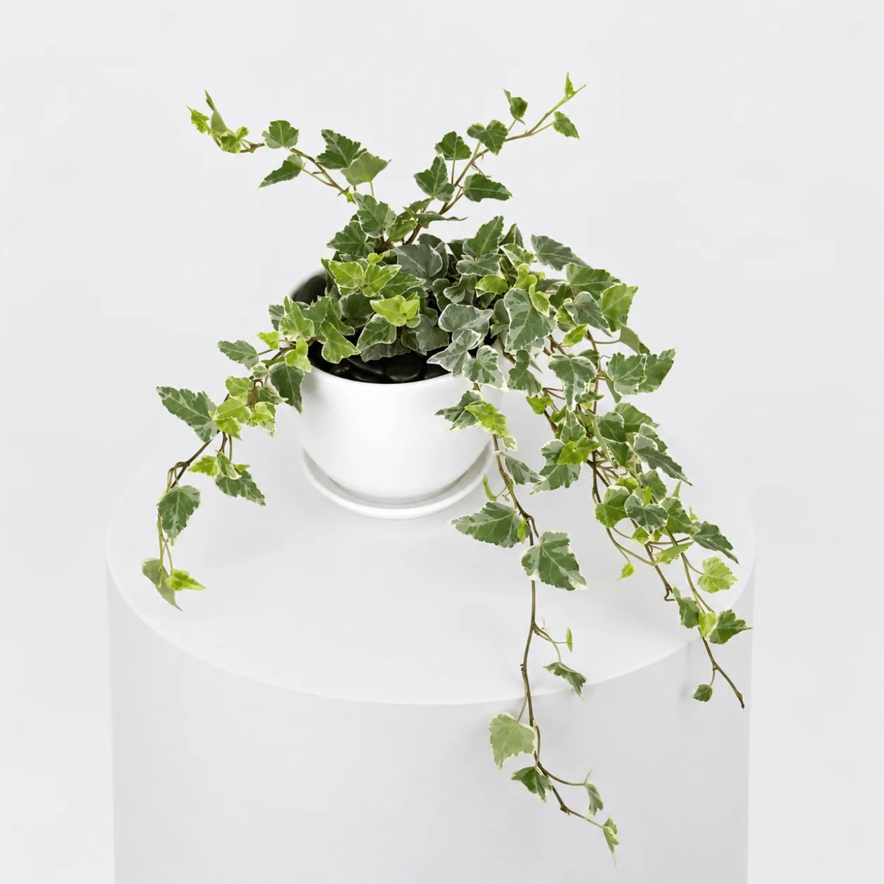 Fresh English Ivy Trailing Plant in Elegant White Pot