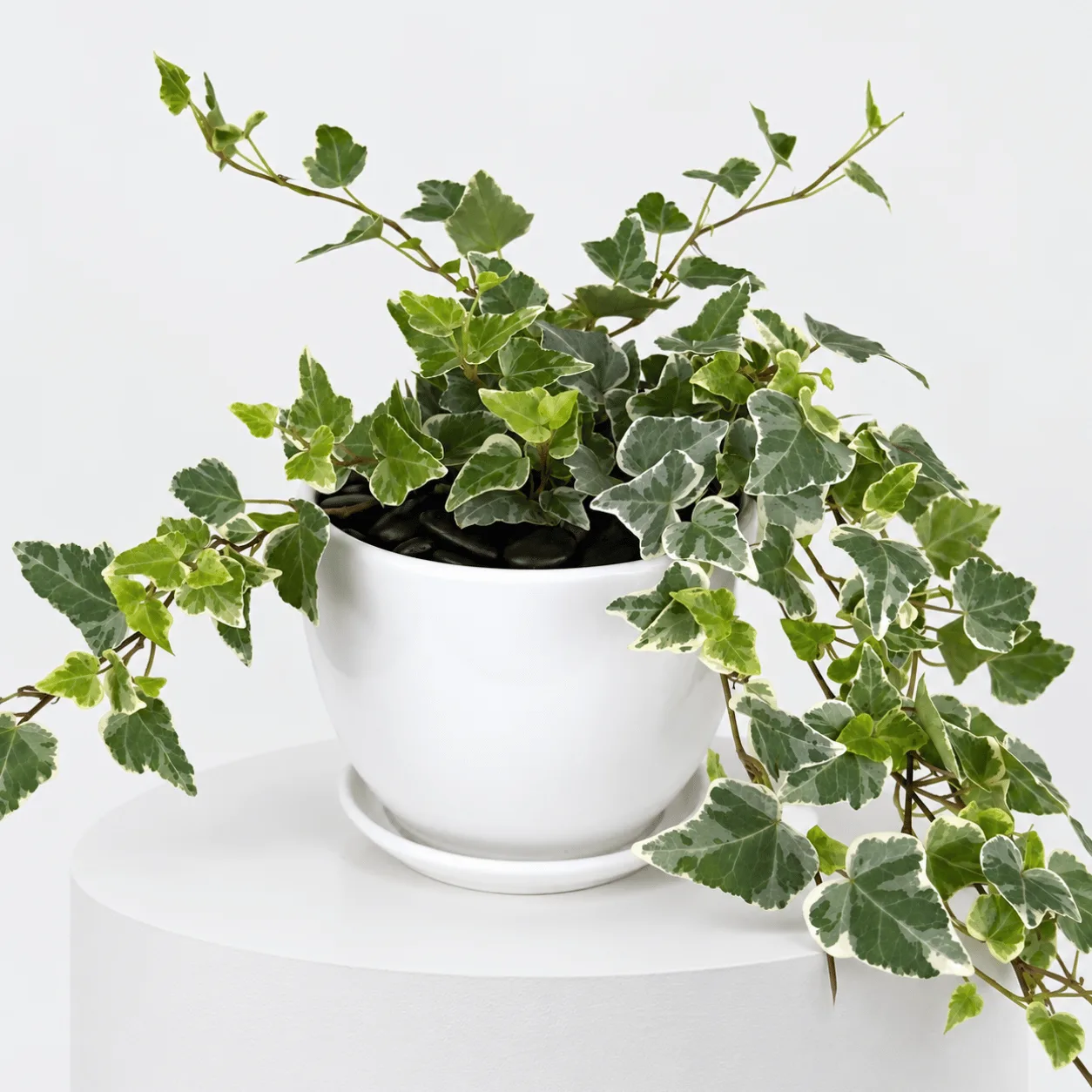 Green English Ivy Trailing Plant in White Ceramic Pot