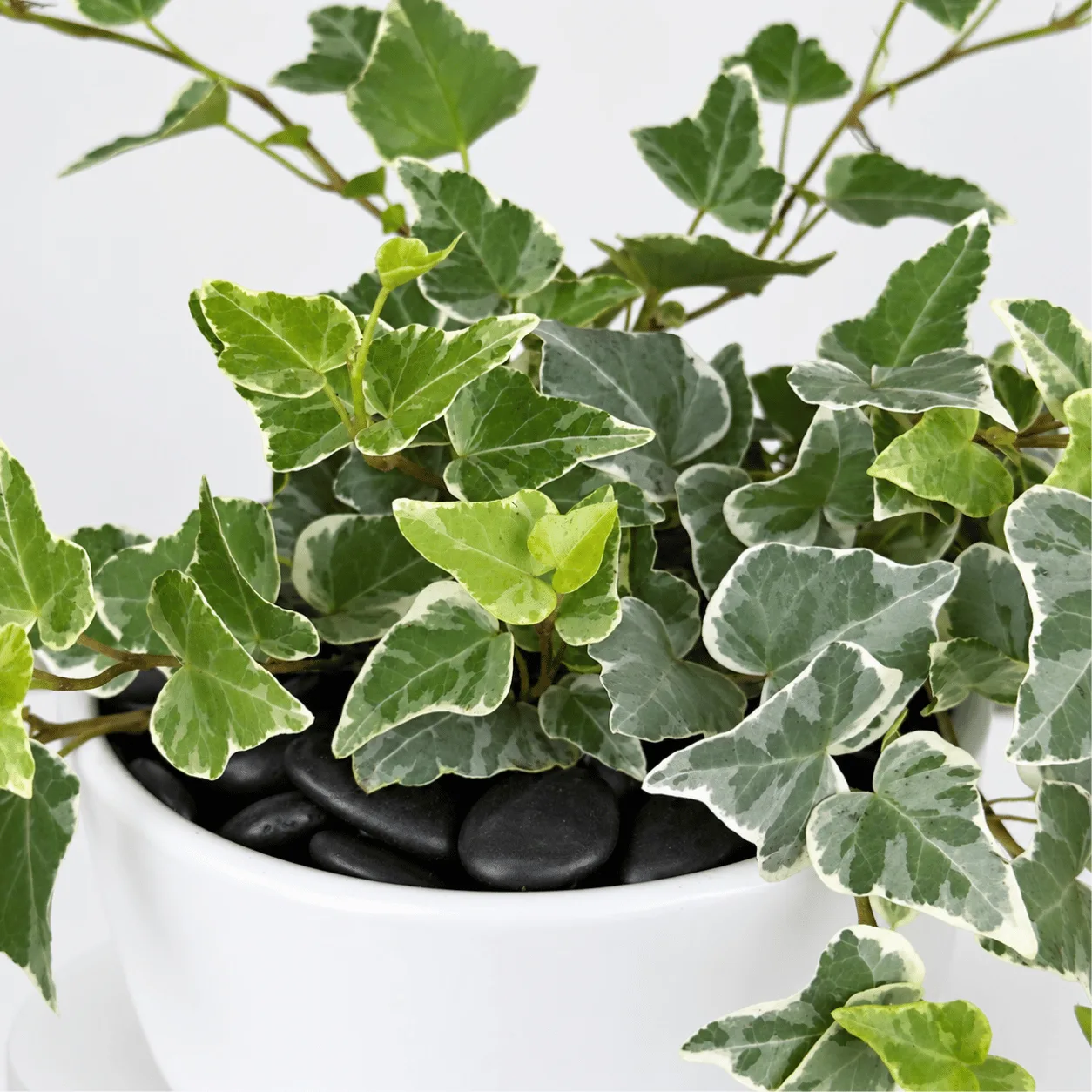 English Ivy Trailing Indoor Plant in White Pot Dubai