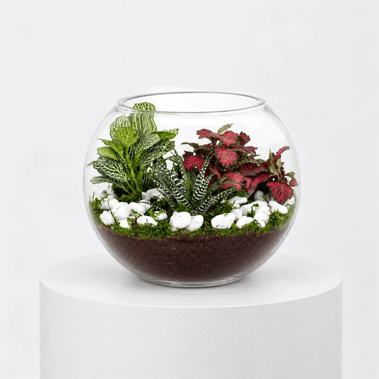 Fittonia & Zebra Haworthia Indoor Terrarium in a clear glass container with decorative greenery