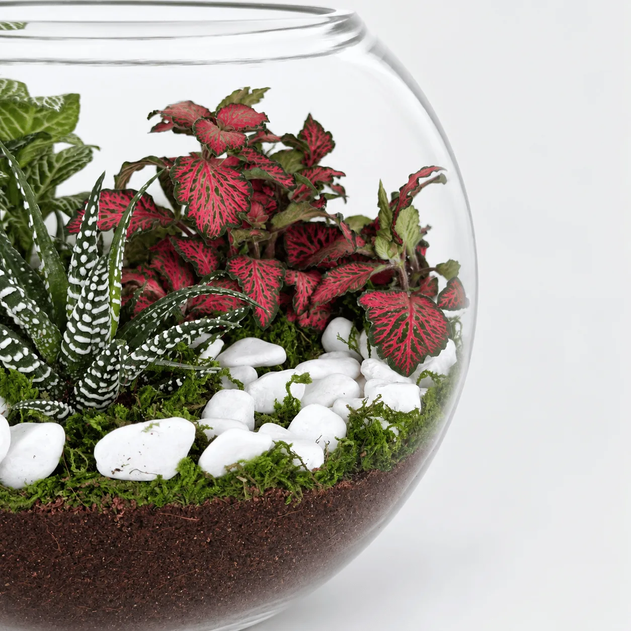 Indoor terrarium featuring Fittonia and Zebra Haworthia plants in an elegant glass display