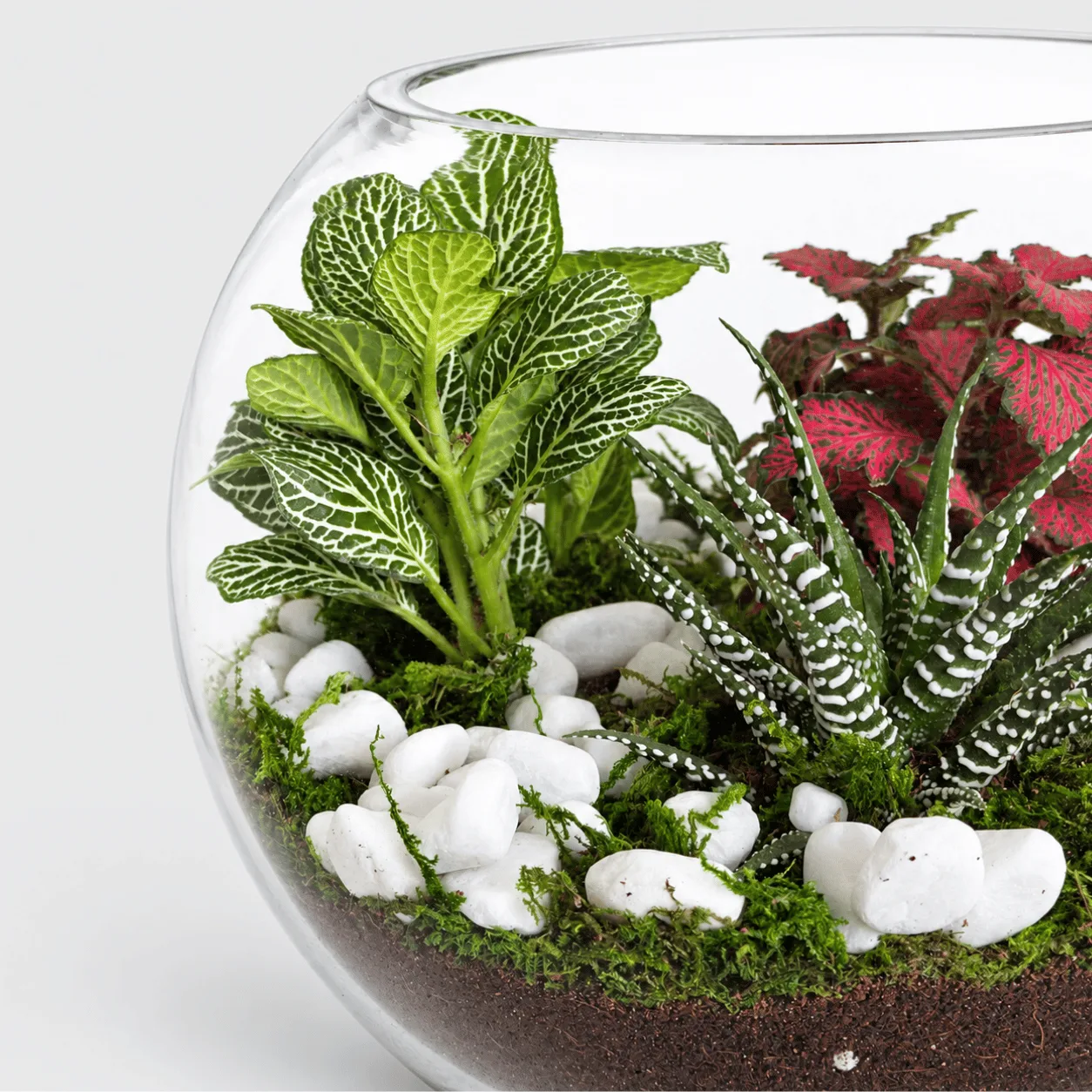 Fittonia and Zebra Haworthia succulent terrarium for modern home and office décor