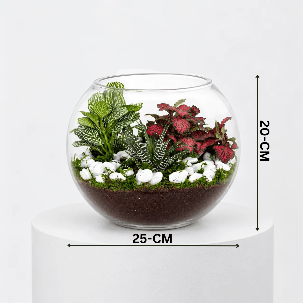 Decorative Fittonia & Zebra Haworthia Indoor Terrarium with lush foliage in a glass container