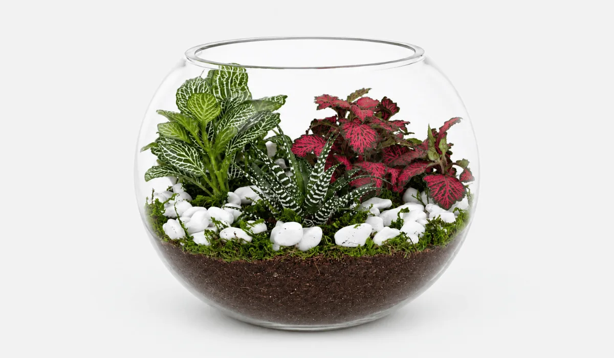 Decorative Fittonia & Zebra Haworthia Indoor Terrarium with lush foliage in a glass container