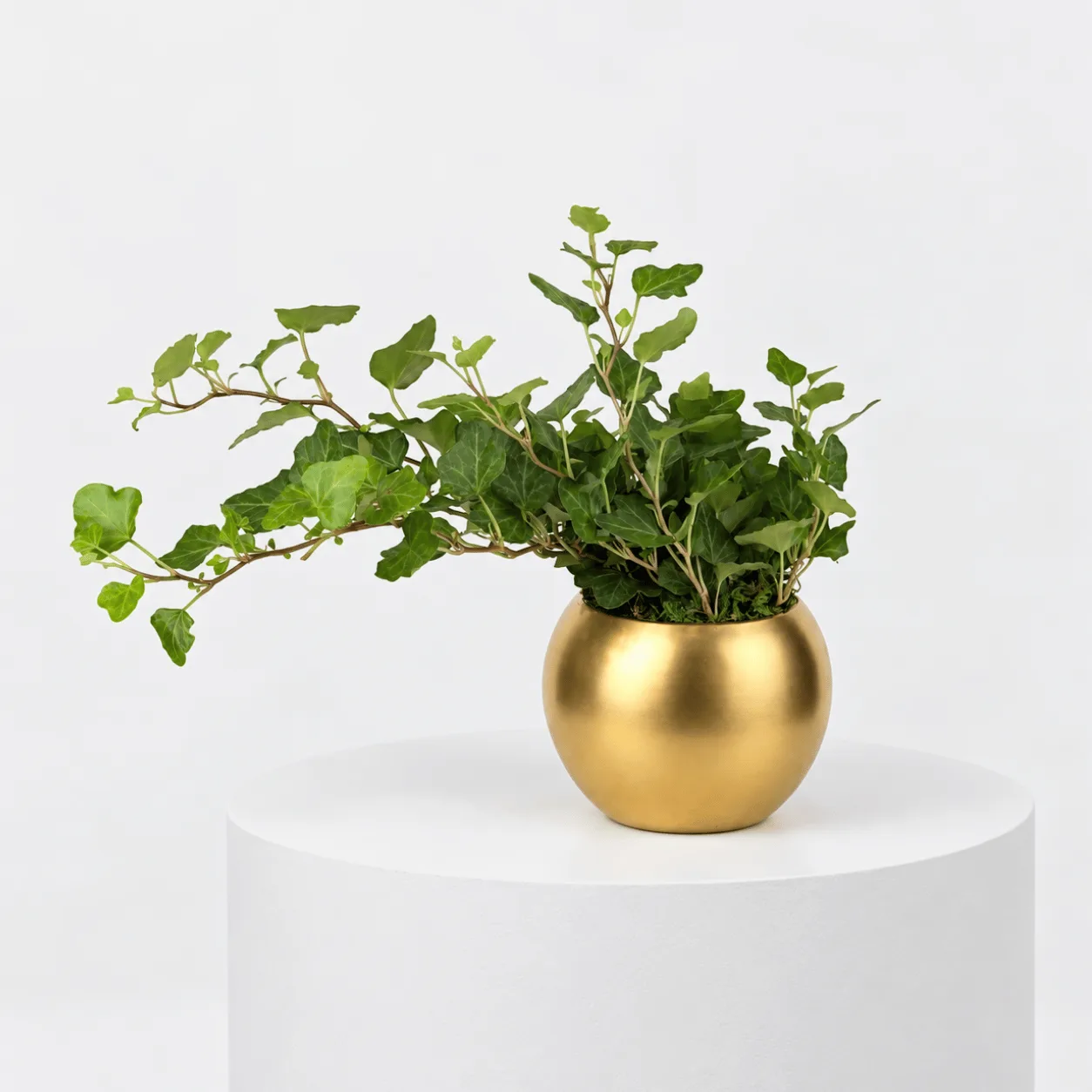 Trailing English Ivy in Gold Planter