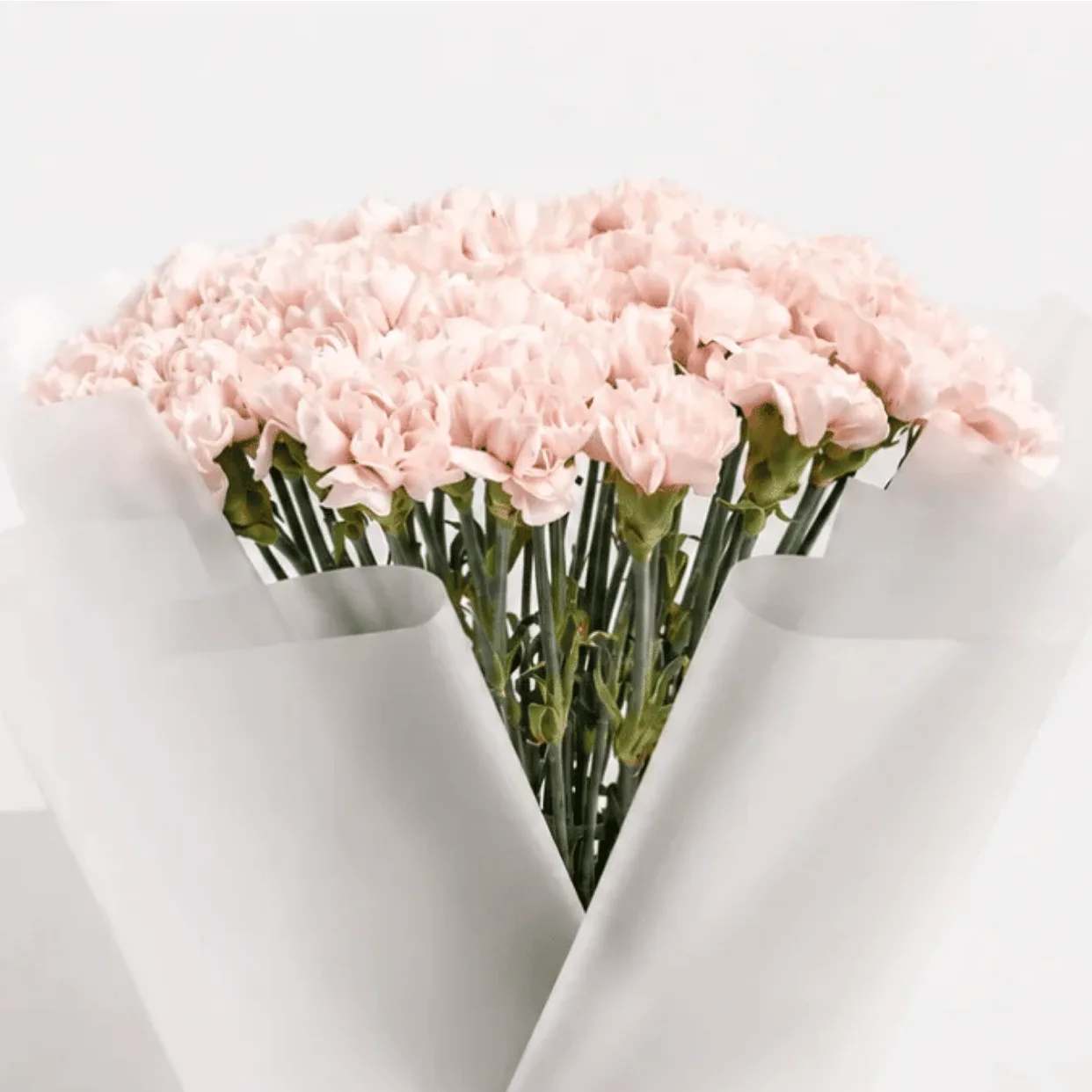 Luxury light pink carnations bouquet with fresh blooms and premium wrapping