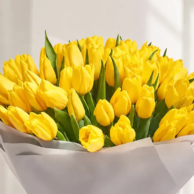 Fresh 75 Yellow Tulips Bouquet arranged beautifully by FaVish Blooms