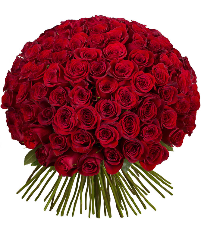 Large round bouquet of 100 red roses with long green stems on a white background.