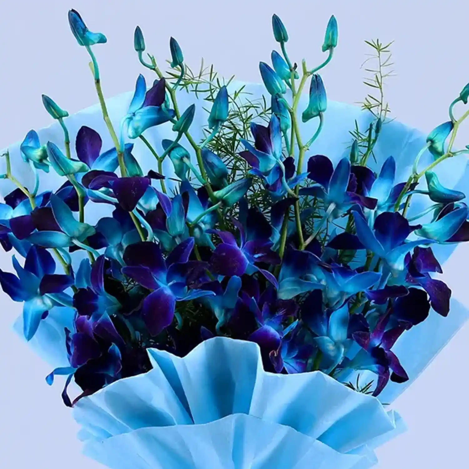 The Royal Blue Orchid
