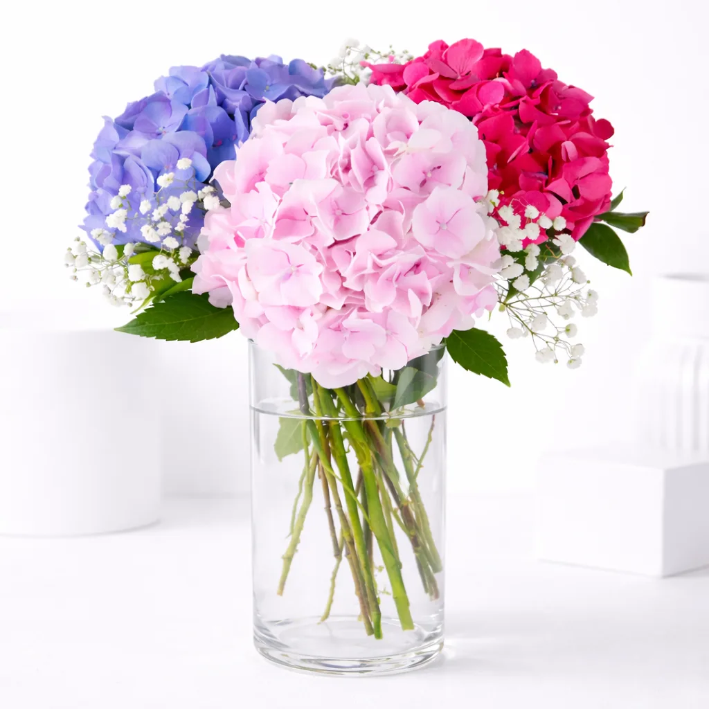 Close-up of pink, purple, and hot pink hydrangeas with white baby's breath in a clear glass vase.