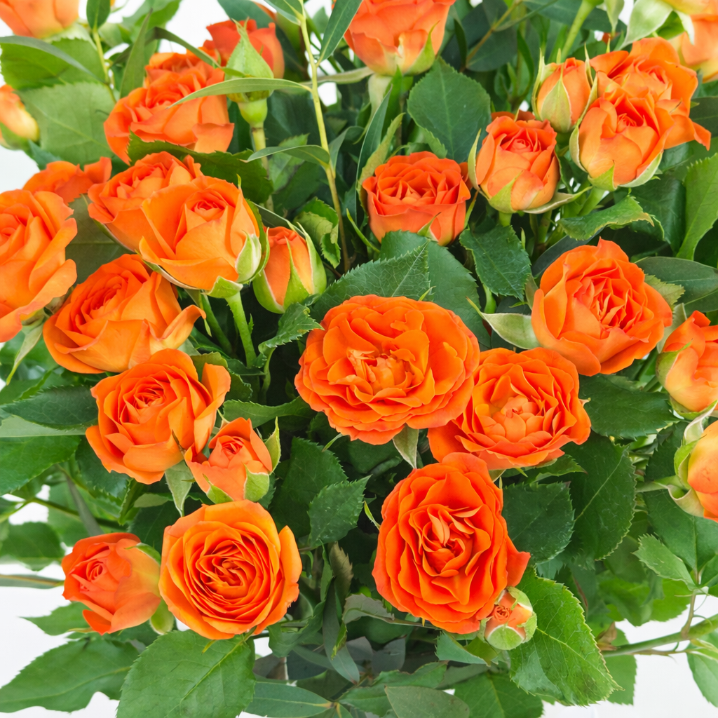 Woman in a floral dress holding a glass vase of orange roses tied with a white ribbon