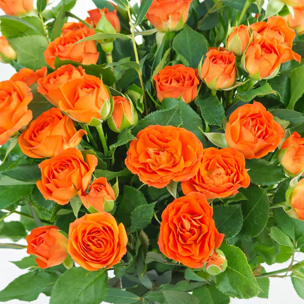 Woman in a floral dress holding a glass vase of orange roses tied with a white ribbon