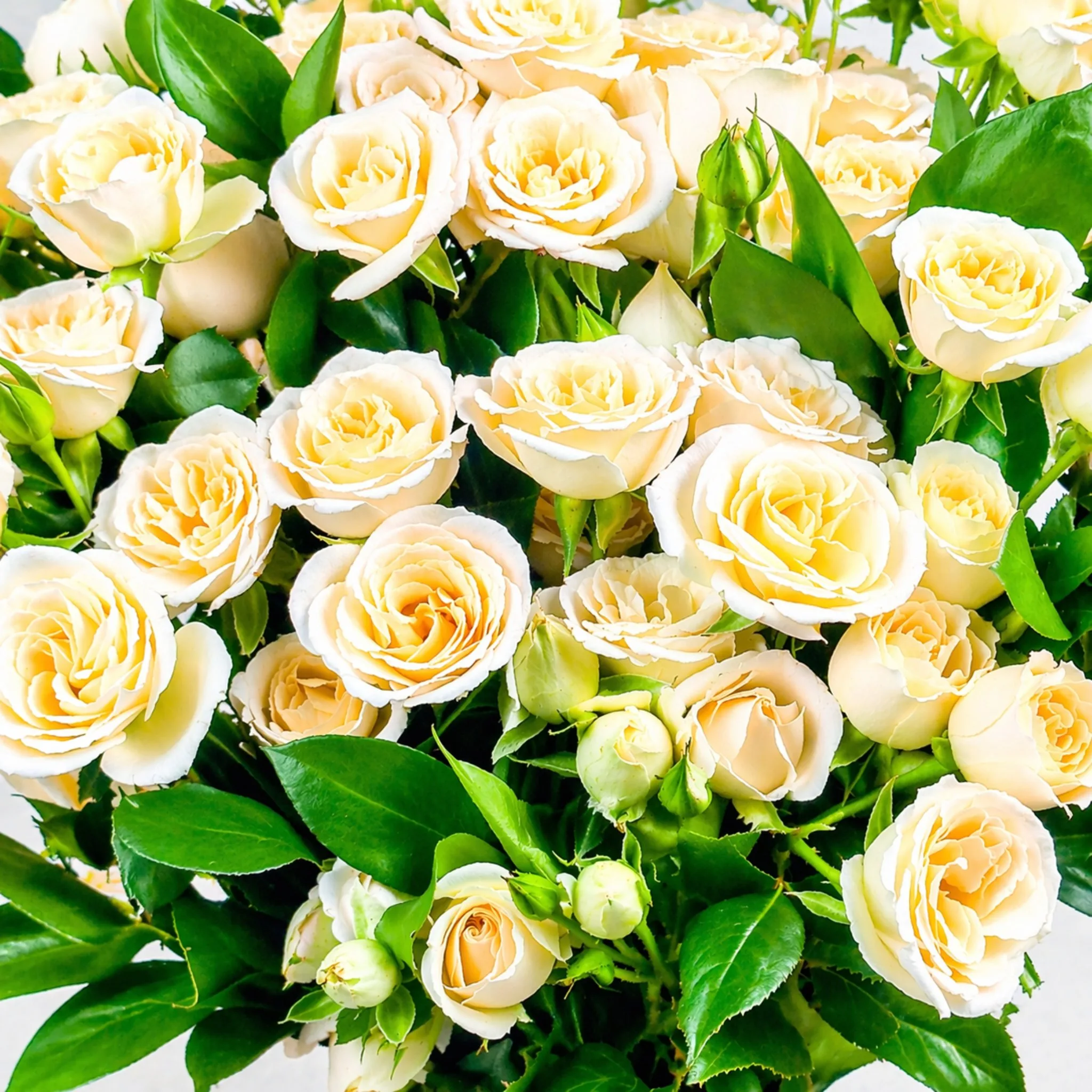 Macro shot of cream spray roses in full bloom with fresh green leaves and buds.