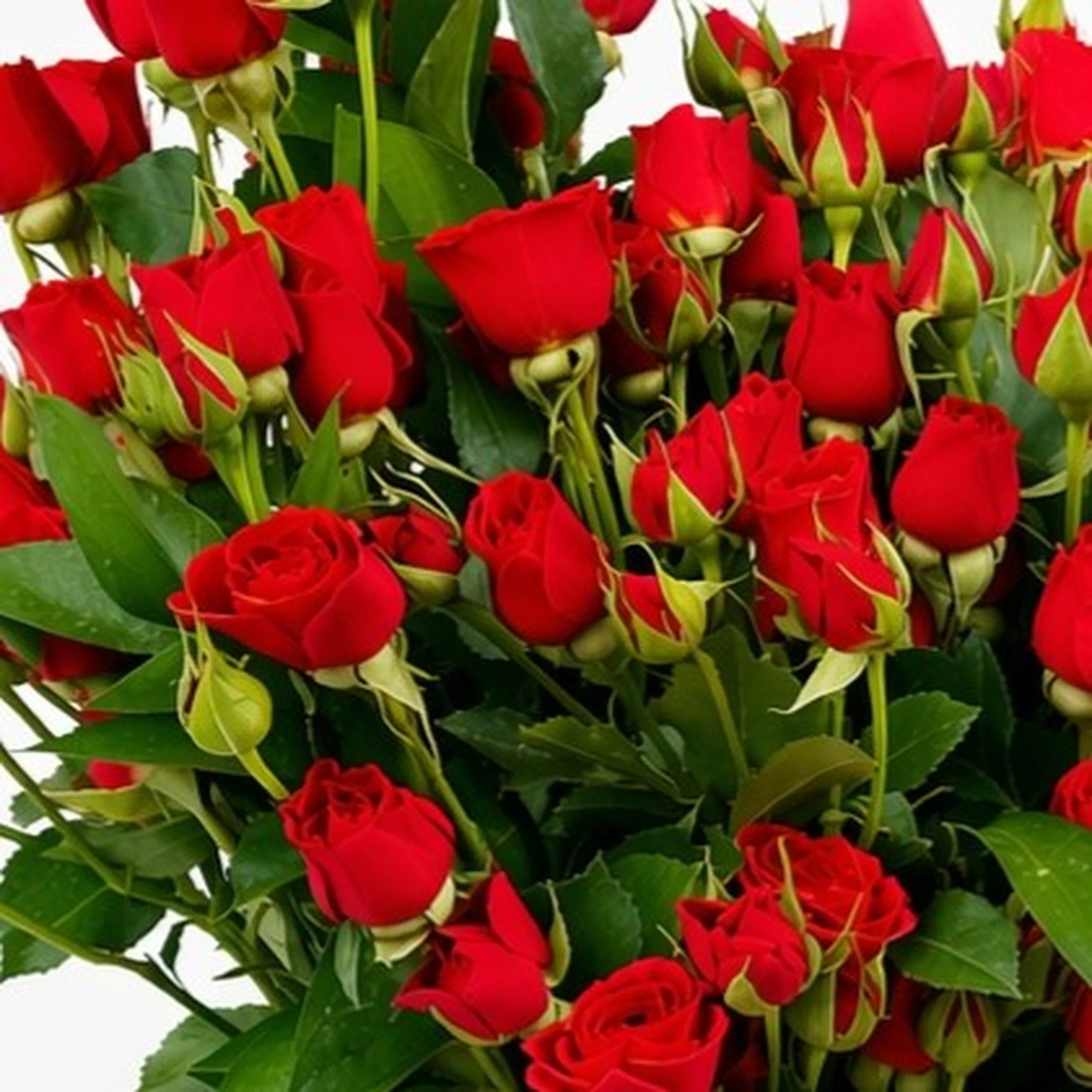 Macro shot of red spray rose buds and blooms with fresh green leaves and stems.