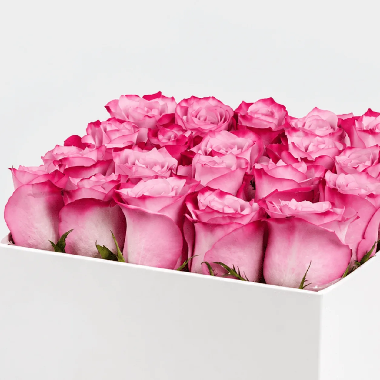 Luxury purple rose and Ferrero Rocher chocolate combo arranged in an elegant pearl box.