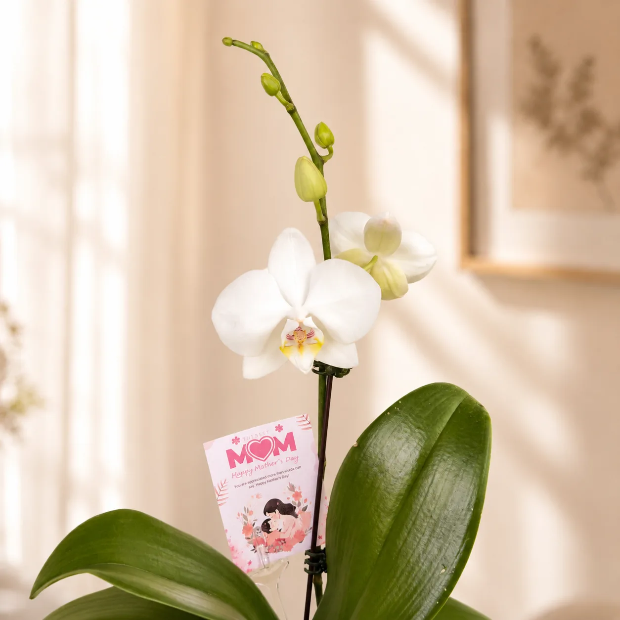 Elegant white orchid plant with Mother’s Day tag