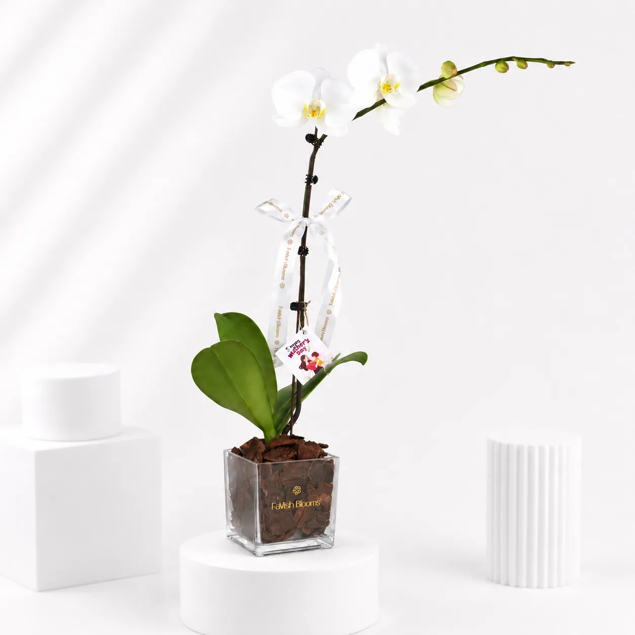 Elegant white orchid plant in glass vase