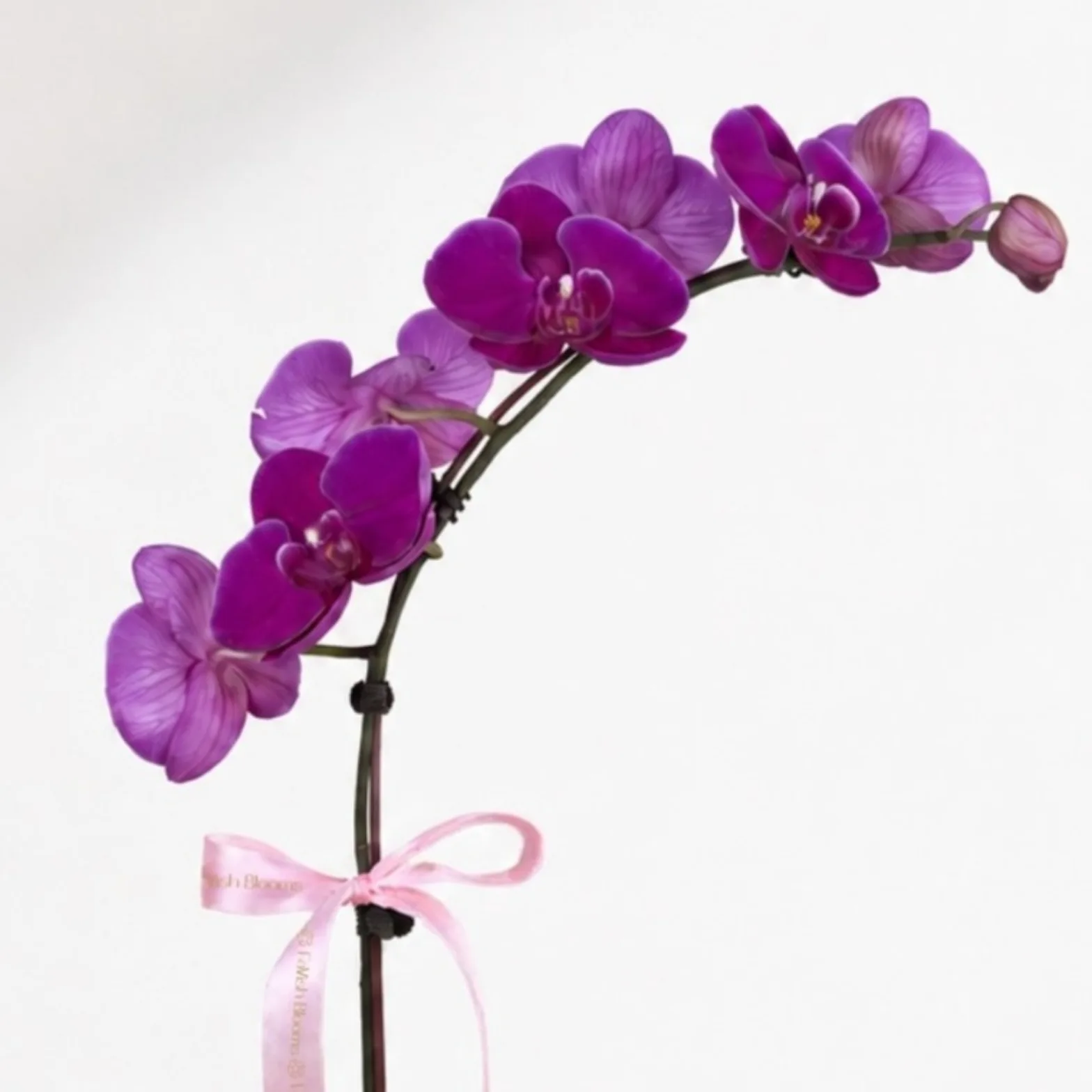 Eid Mubarak Purple Phalaenopsis Plant & Dates Gift Set