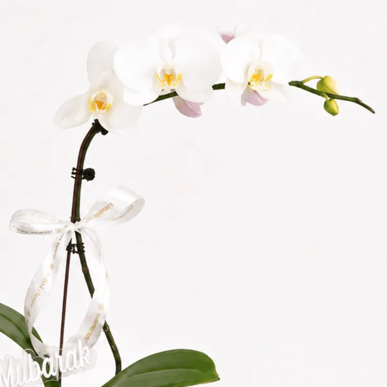 Eid Al Adha White Orchid Plant & Chocolate Gift Set