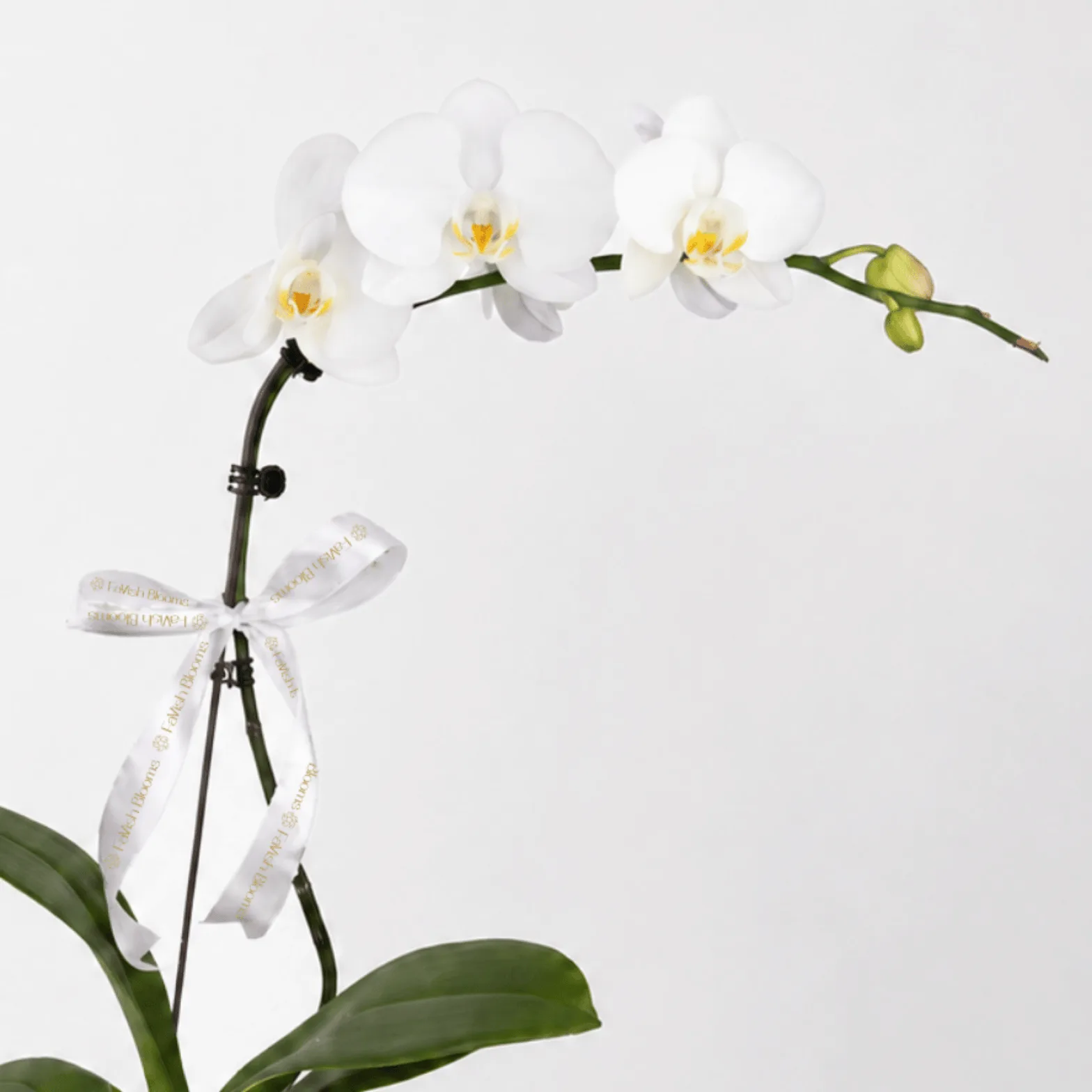 Graceful White Orchid Plant in white Pot