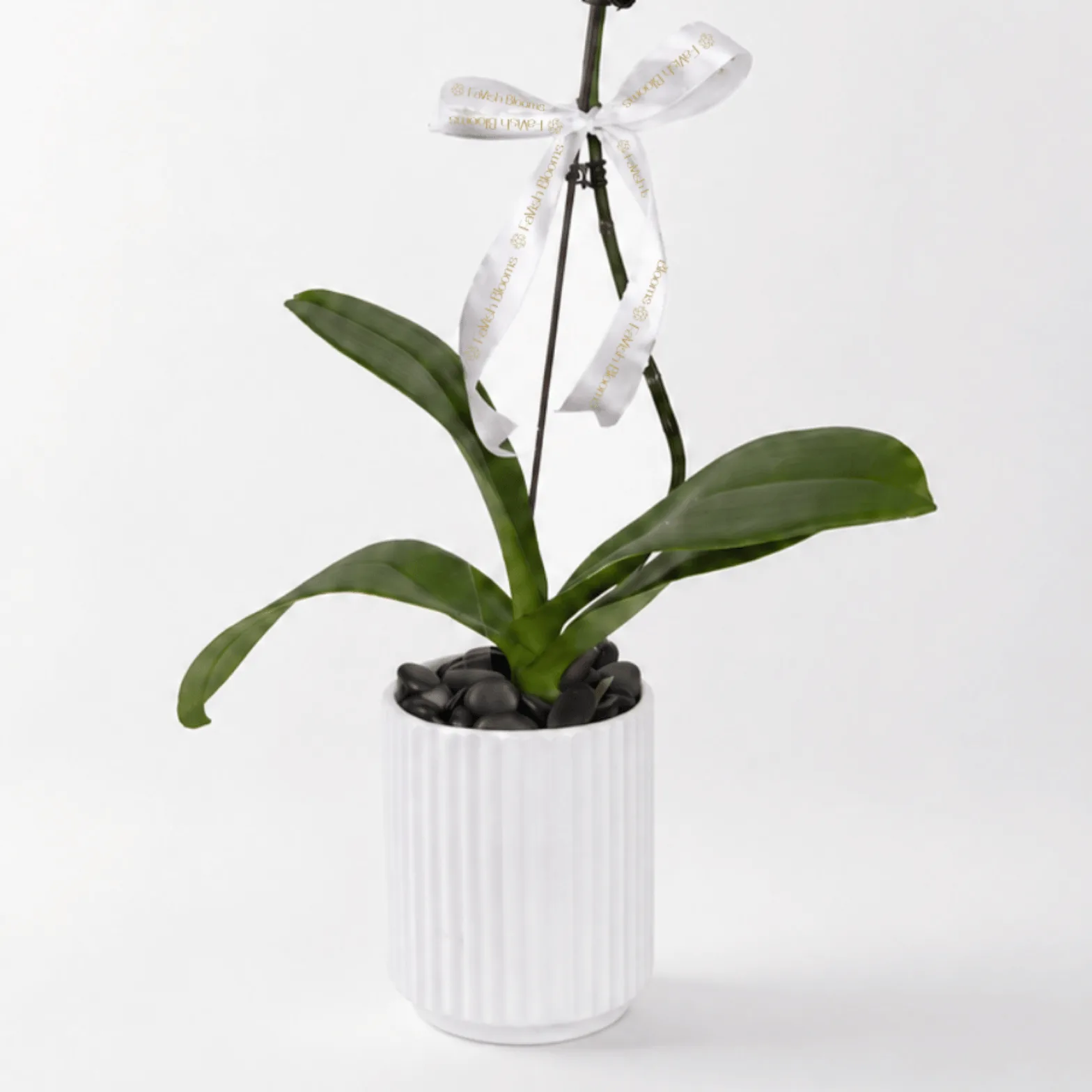 Graceful White Orchid Plant in white Pot