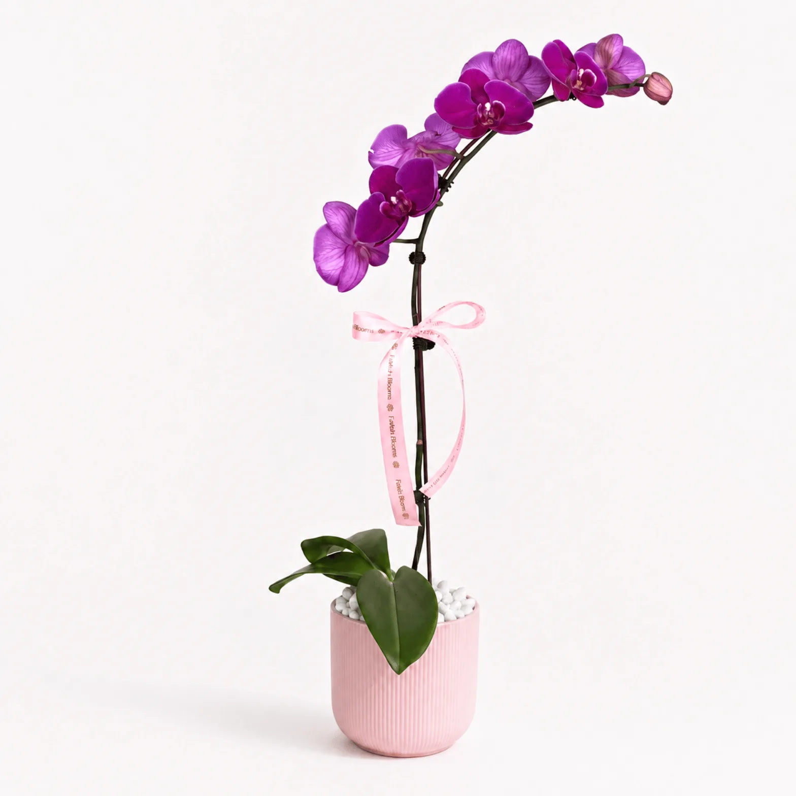Purple Orchid in Pink Ceramic Pot