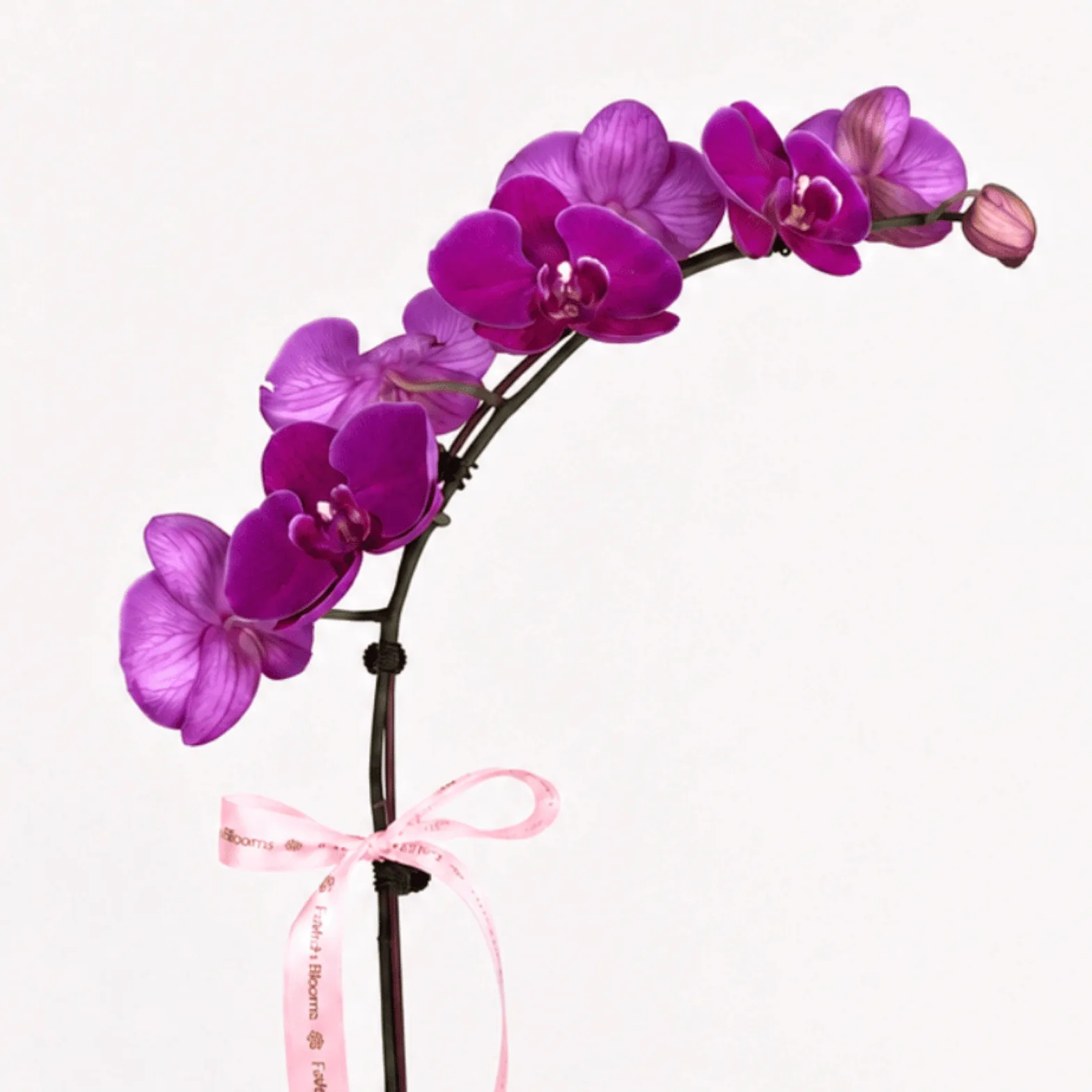 Purple Orchid in Pink Ceramic Pot