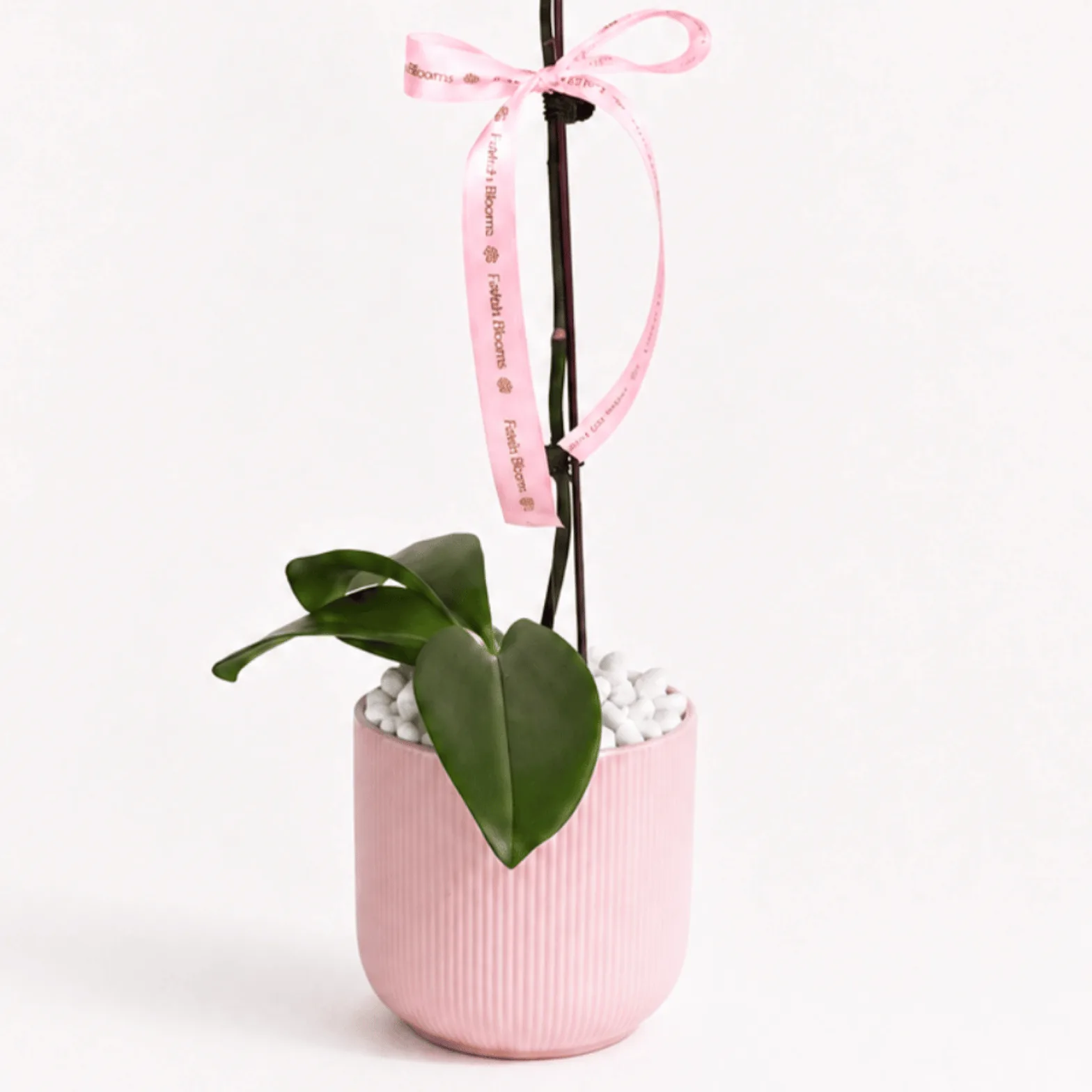 Purple Orchid in Pink Ceramic Pot