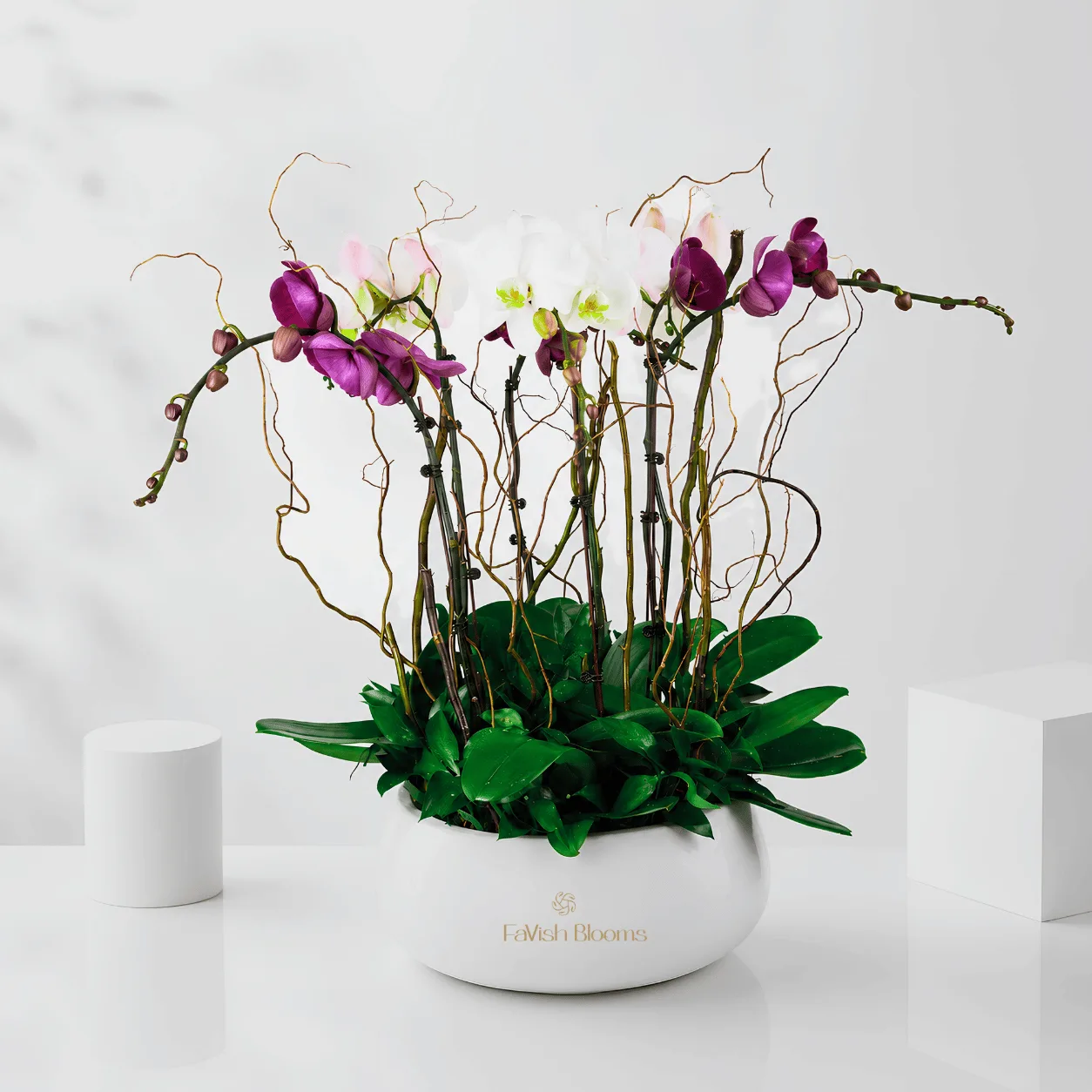 Grand Phalaenopsis Orchid Plants Arrangement