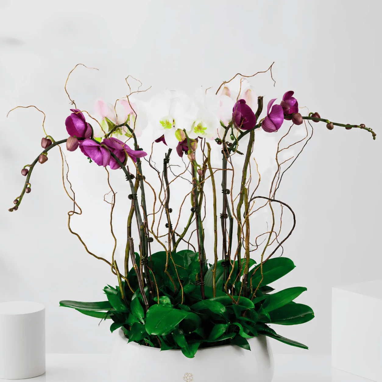 Grand Phalaenopsis Orchid Plants Arrangement