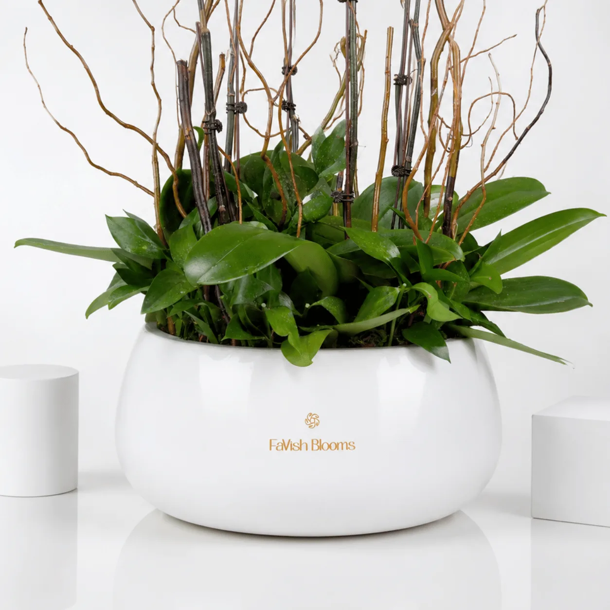 Grand Phalaenopsis Orchid Plants Arrangement