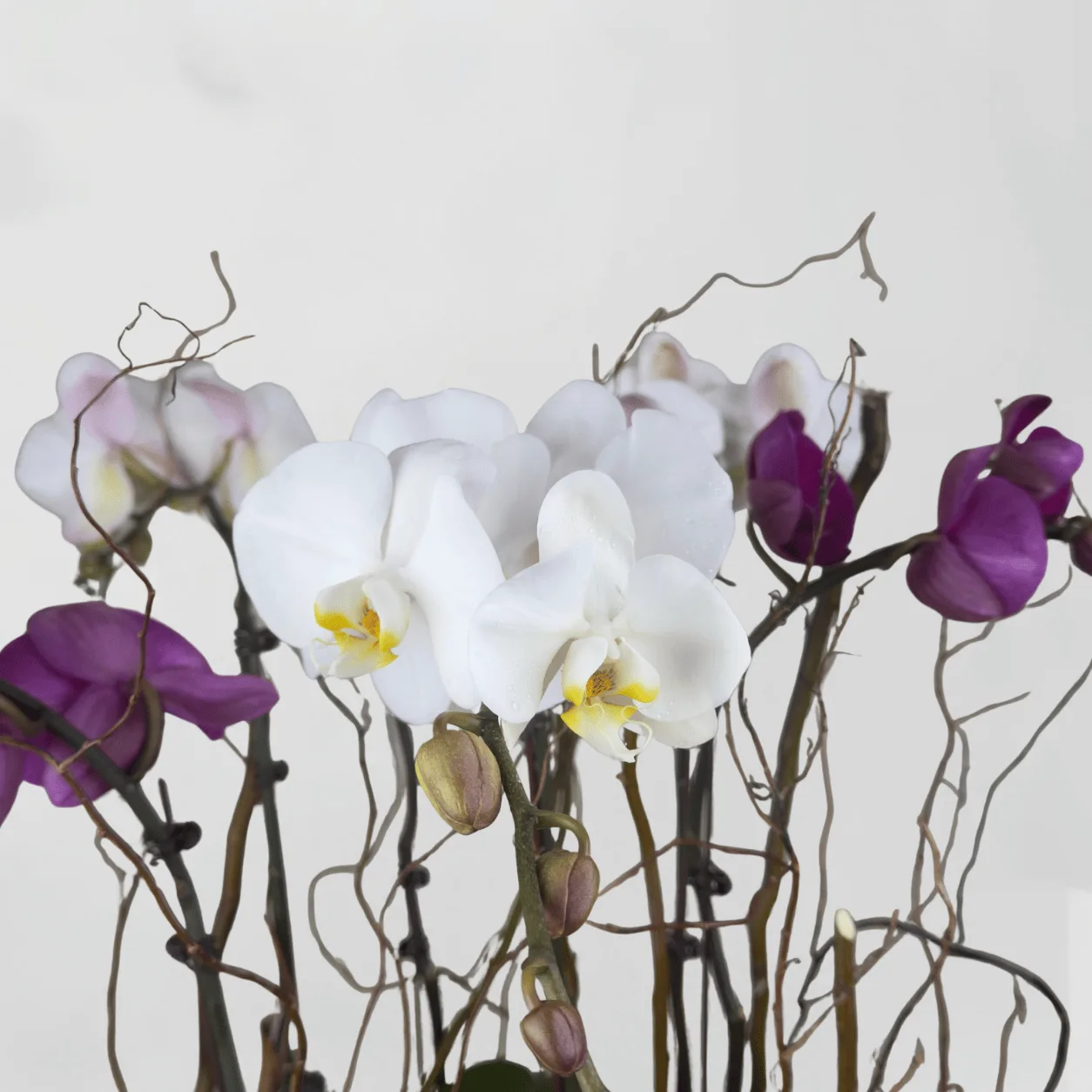 Grand Phalaenopsis Orchid Plants Arrangement