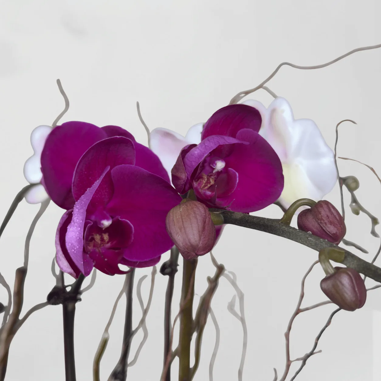 Grand Phalaenopsis Orchid Plants Arrangement