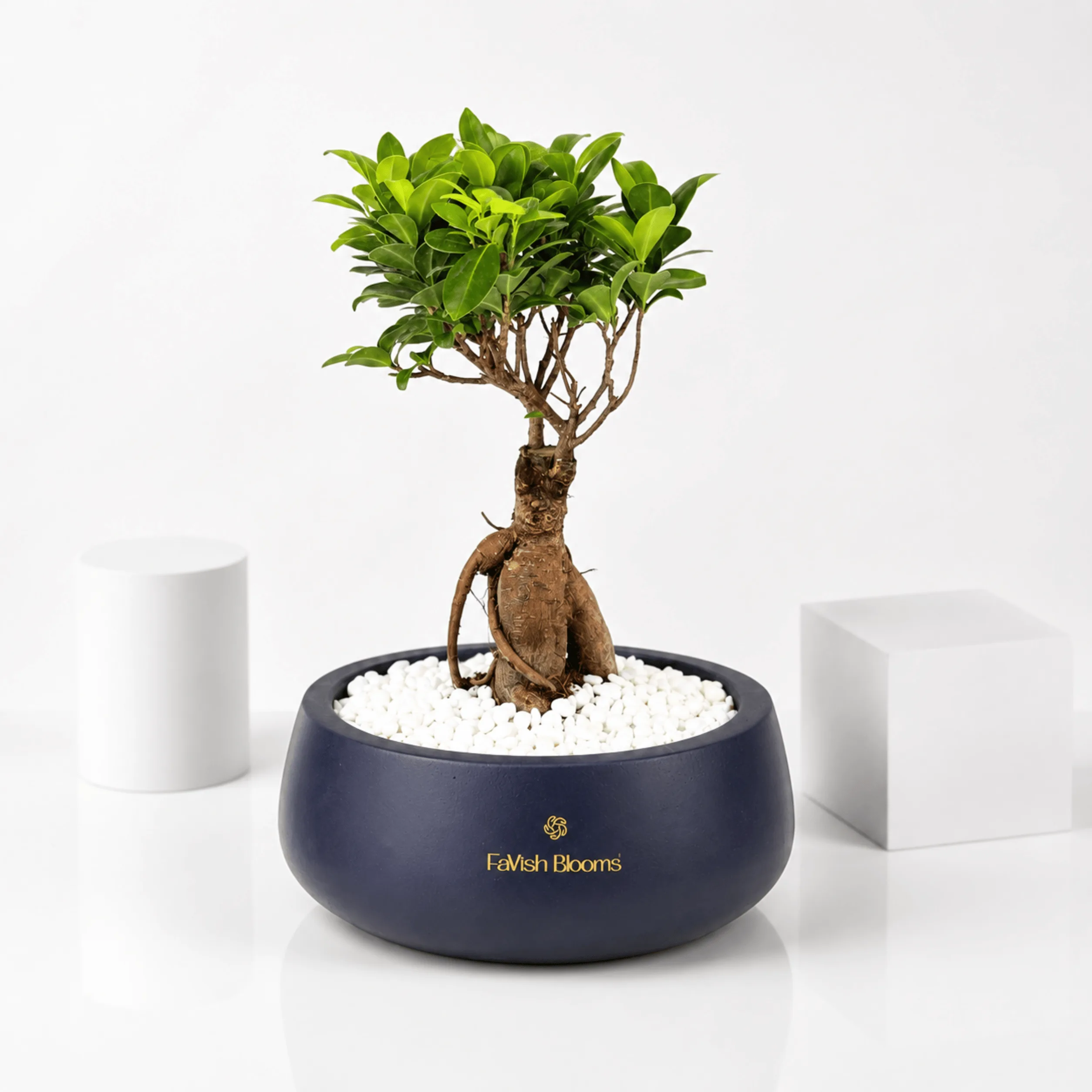 Indoor Bonsai Plant in Ceramic Pot