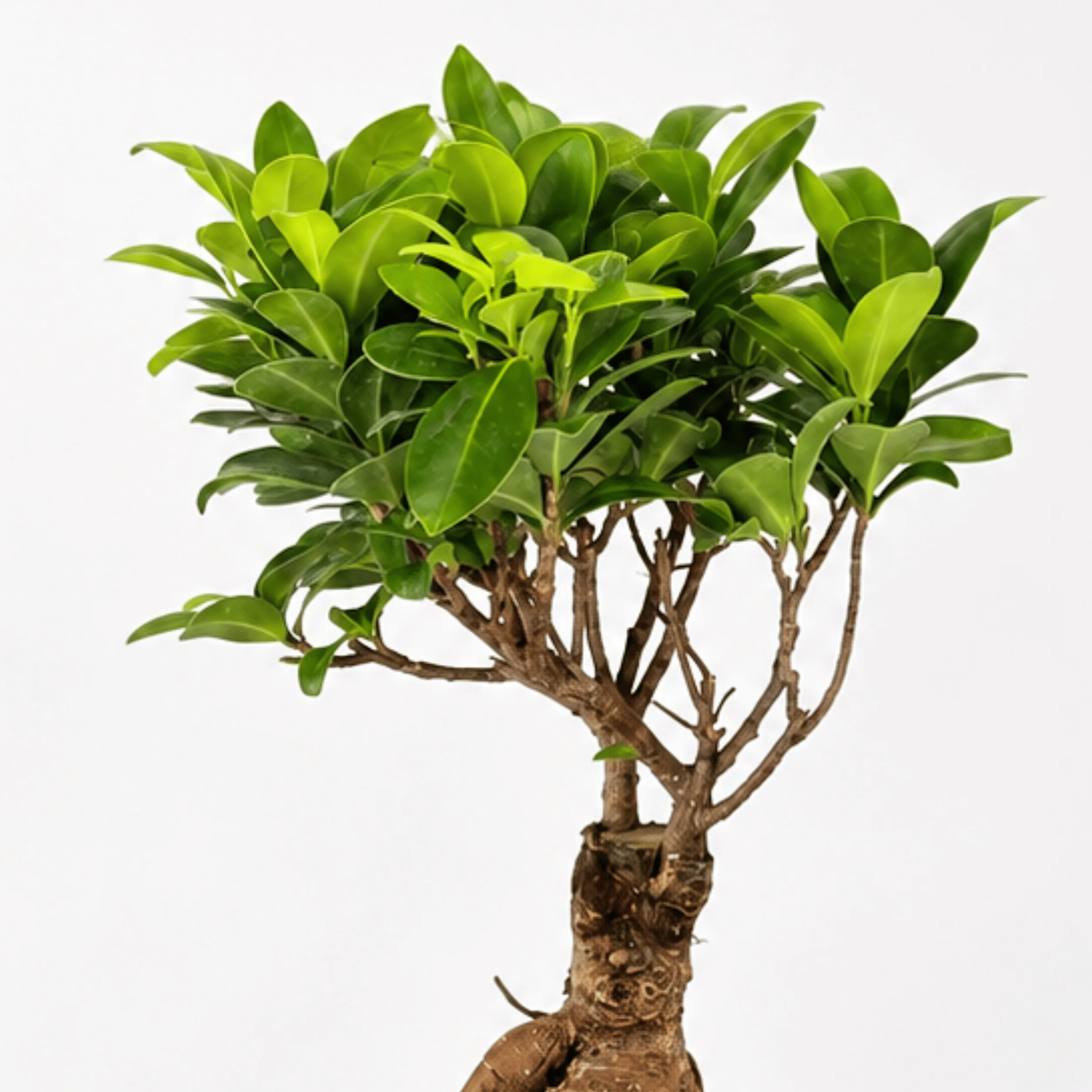 Indoor Bonsai Plant in Ceramic Pot