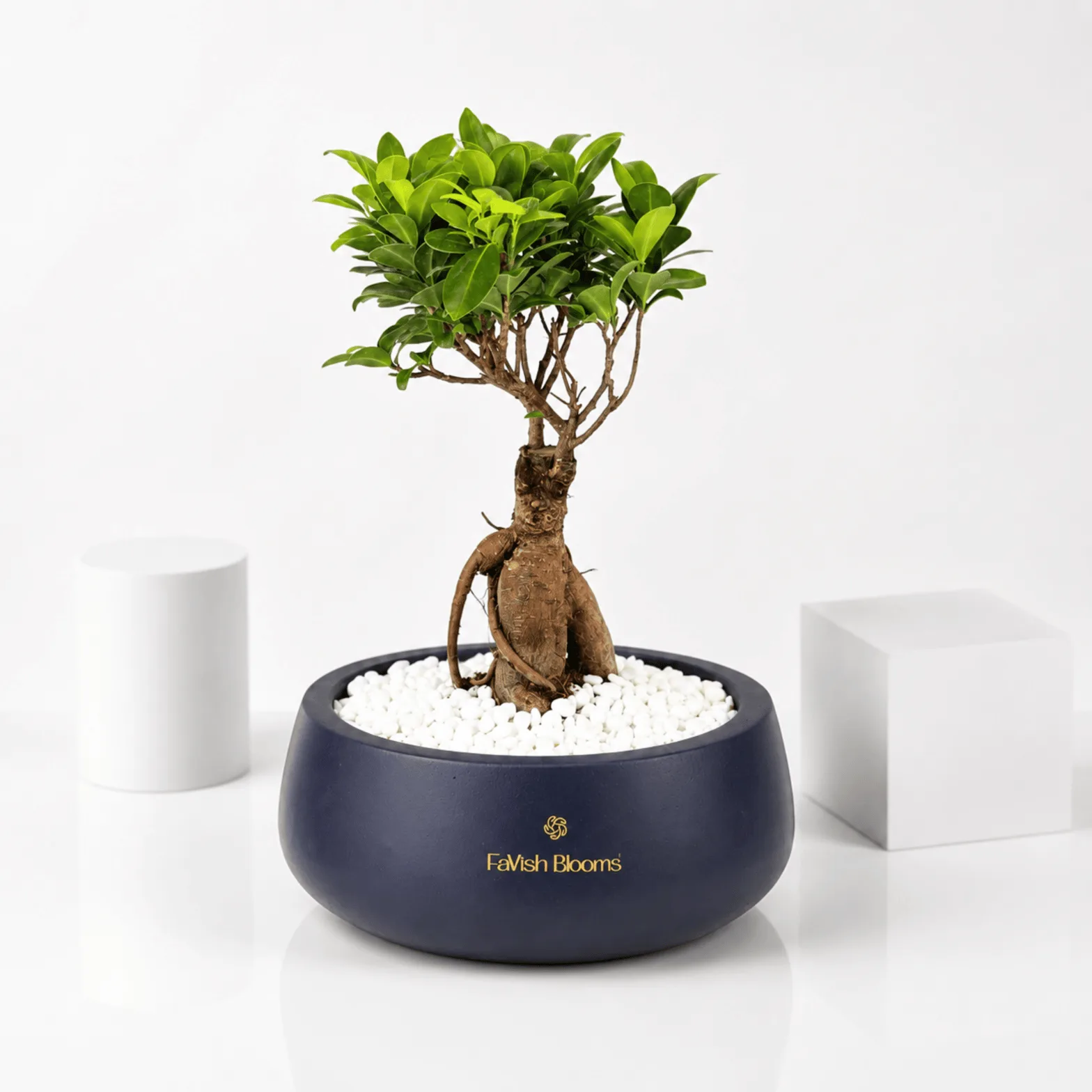 Indoor Bonsai Plant in Ceramic Pot