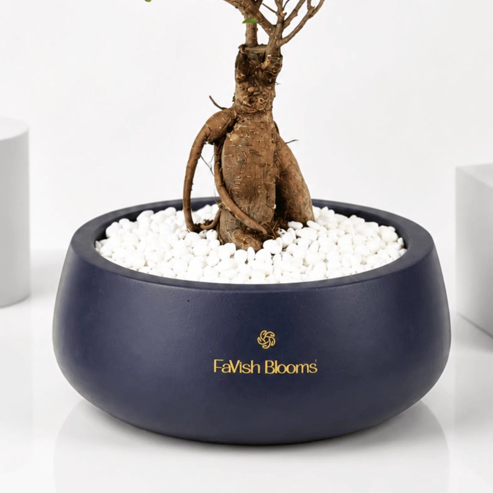 "Close-up of ficus ginseng bonsai roots and trunk in a navy FaVish Blooms pot with white pebbles."