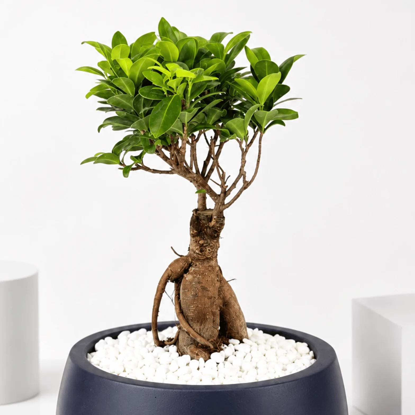 "Ficus ginseng bonsai with lush green foliage and exposed roots in a navy pot with white pebbles."