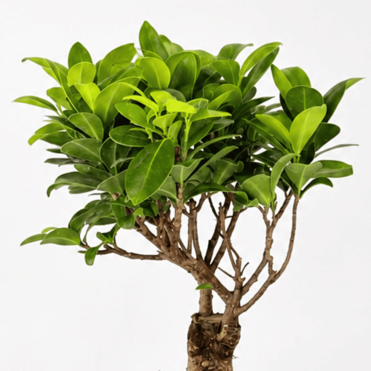 "Close-up of ficus ginseng bonsai foliage and branching trunk."
