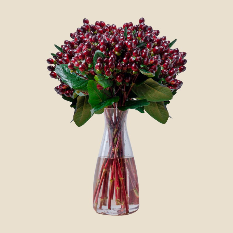 Hypericum